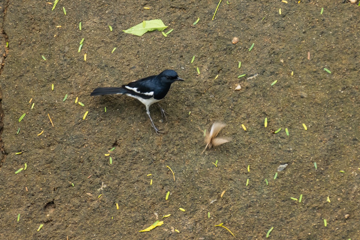 Oriental Magpie-Robin - Aditya Rao