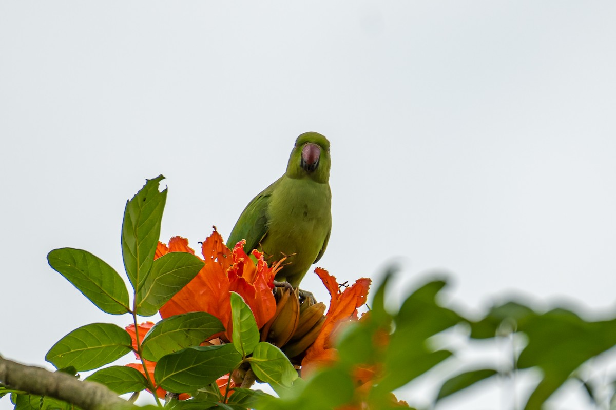 Rose-ringed Parakeet - Aditya Rao