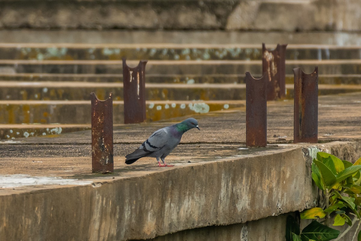 Rock Pigeon (Feral Pigeon) - Aditya Rao