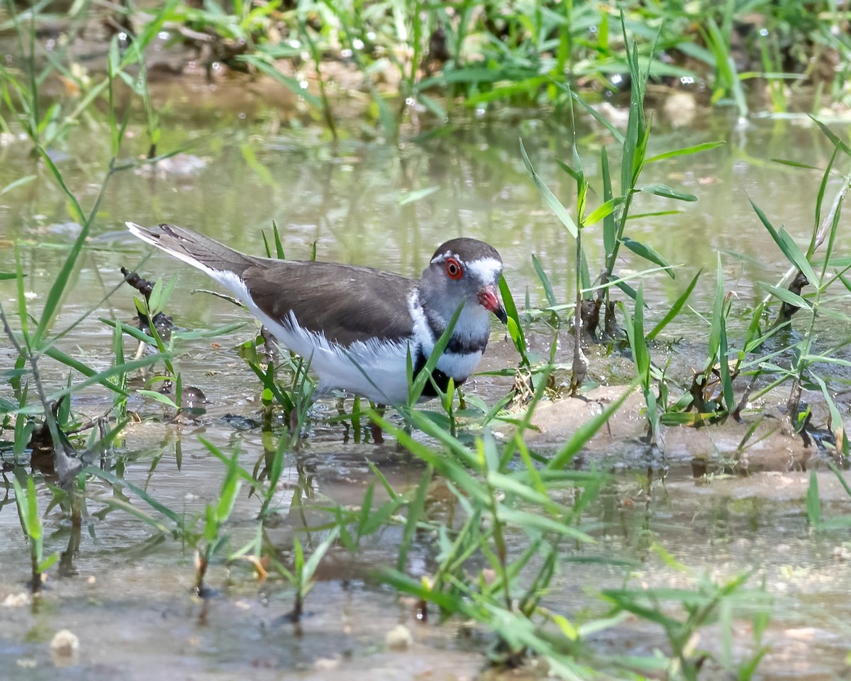 Three-banded Plover - ML383793361