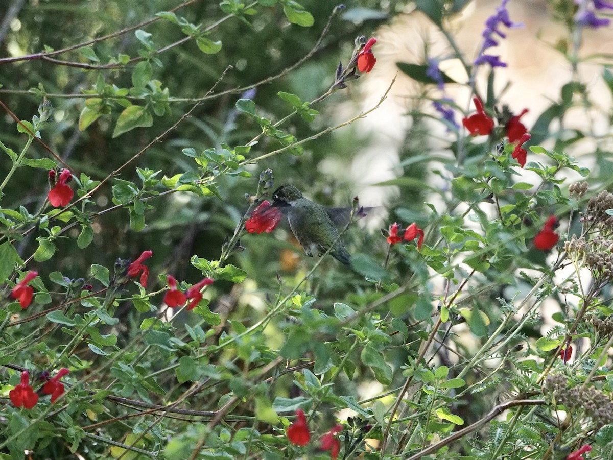 Anna's Hummingbird - ML383796481