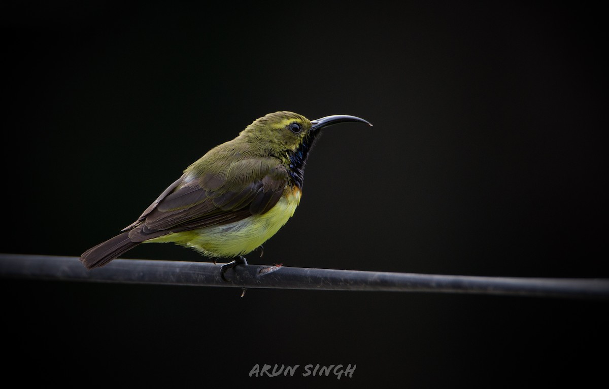 Ornate Sunbird - Arun Singh: Andaman Bird Tour