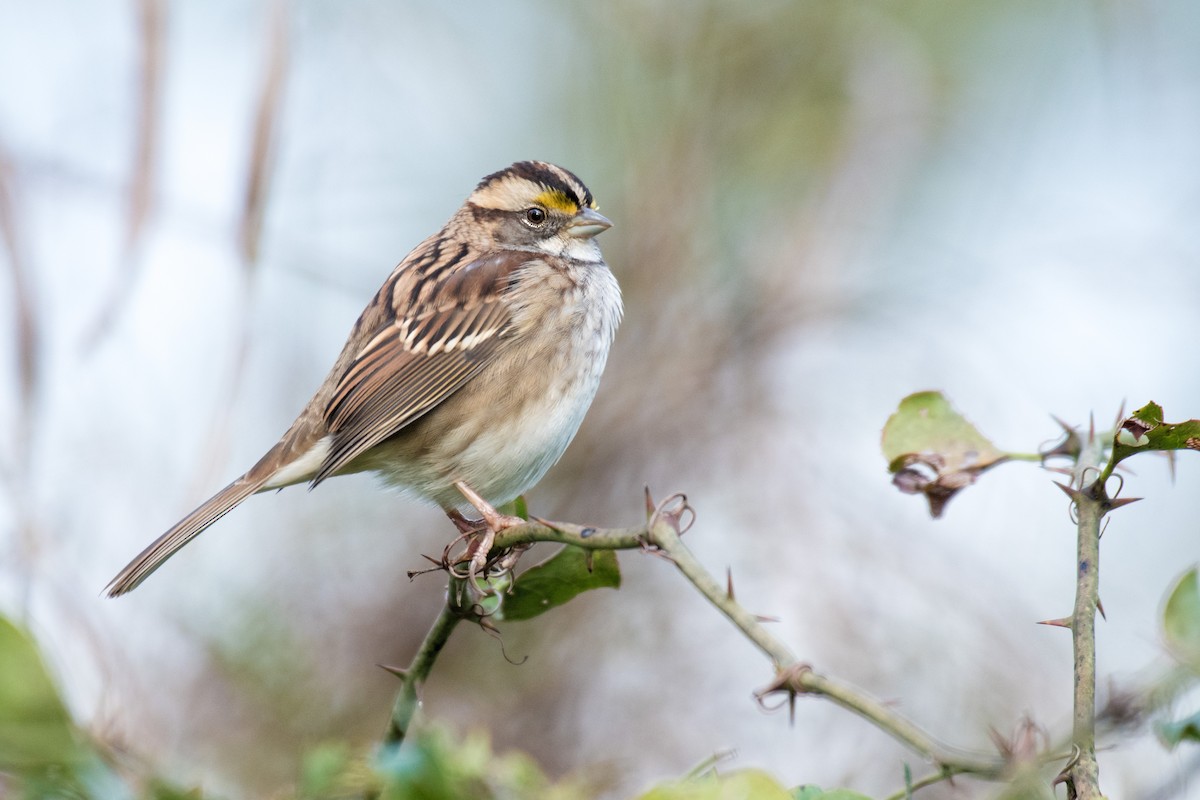 White-throated Sparrow - Ian Hearn