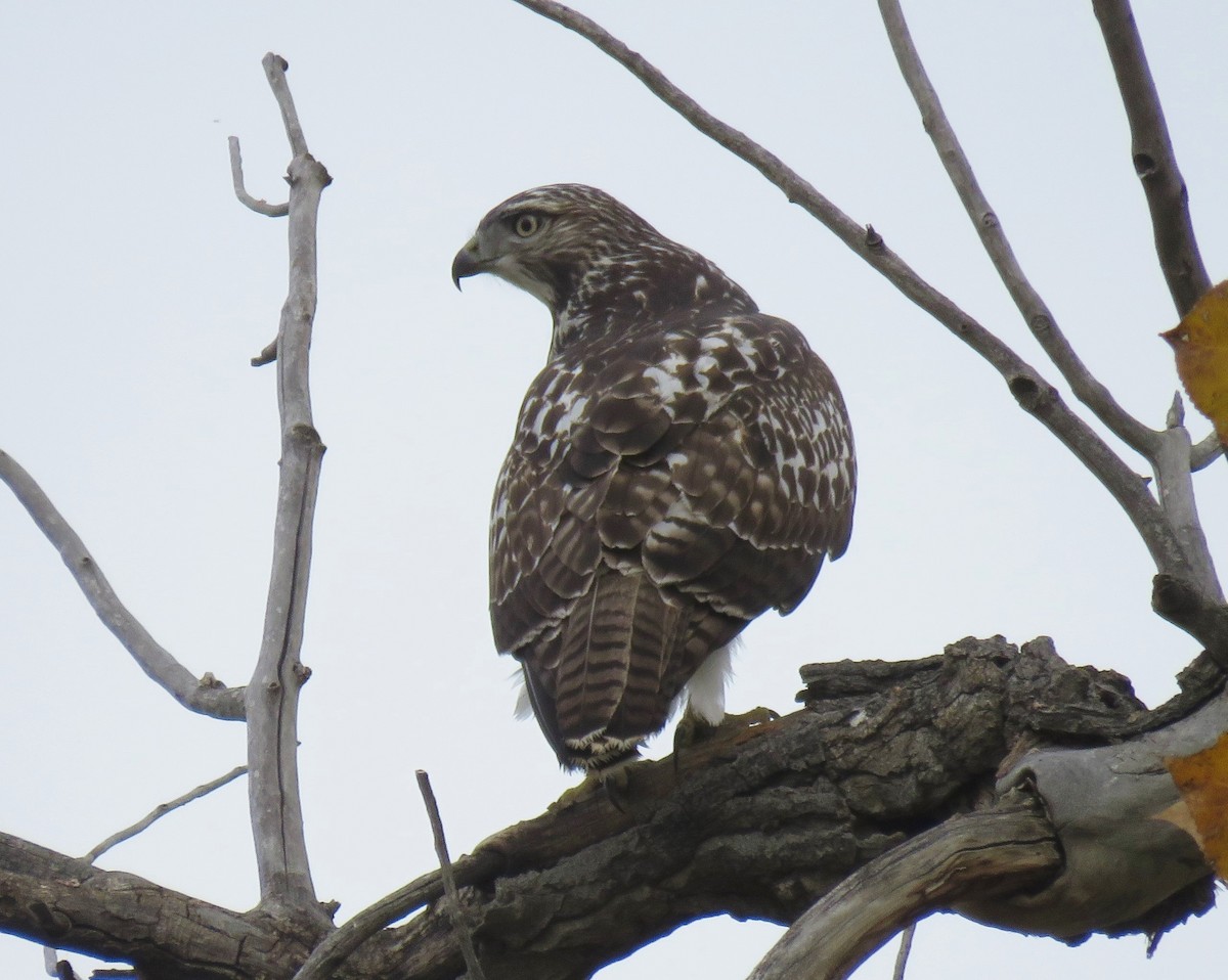 Red-tailed Hawk - ML38380961