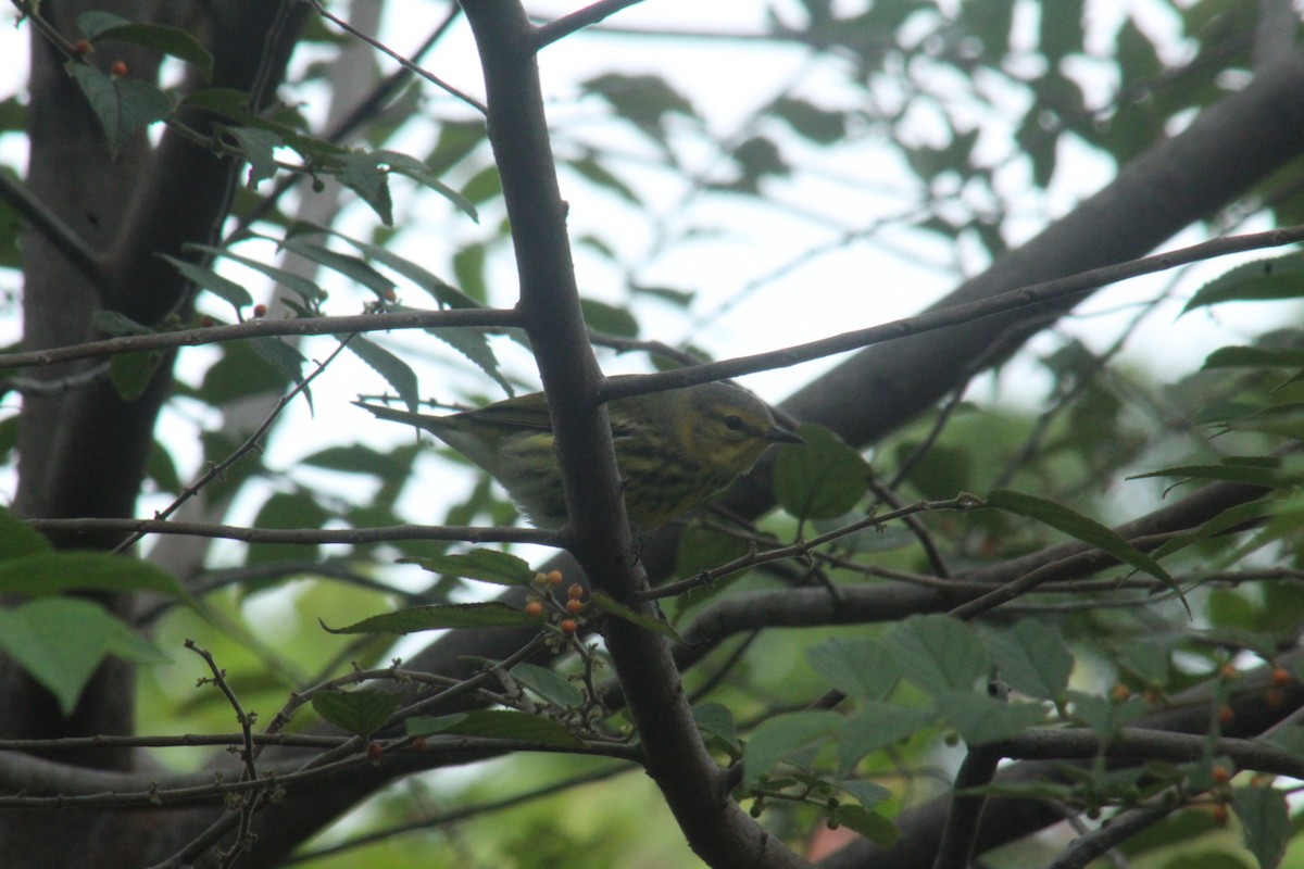 Cape May Warbler - ML383817611