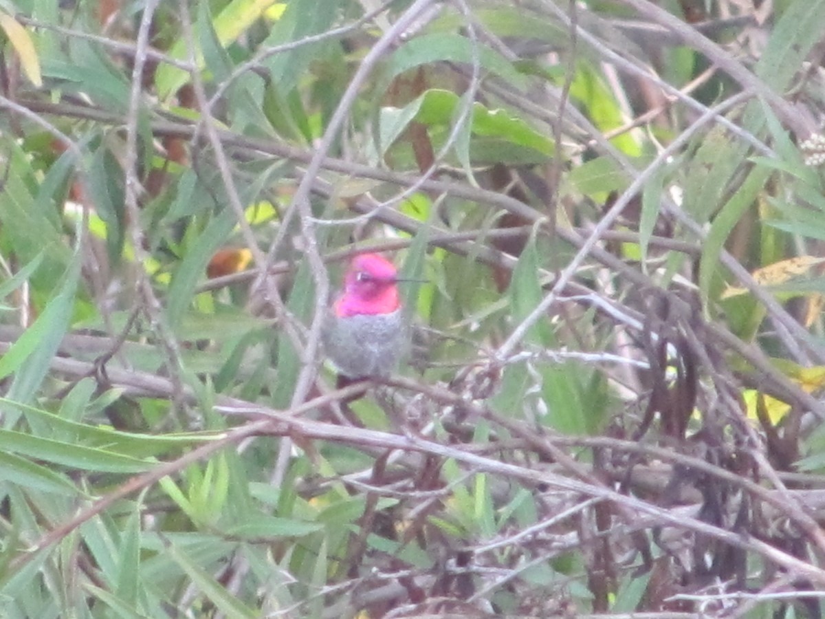 Anna's Hummingbird - Cris Whetstone