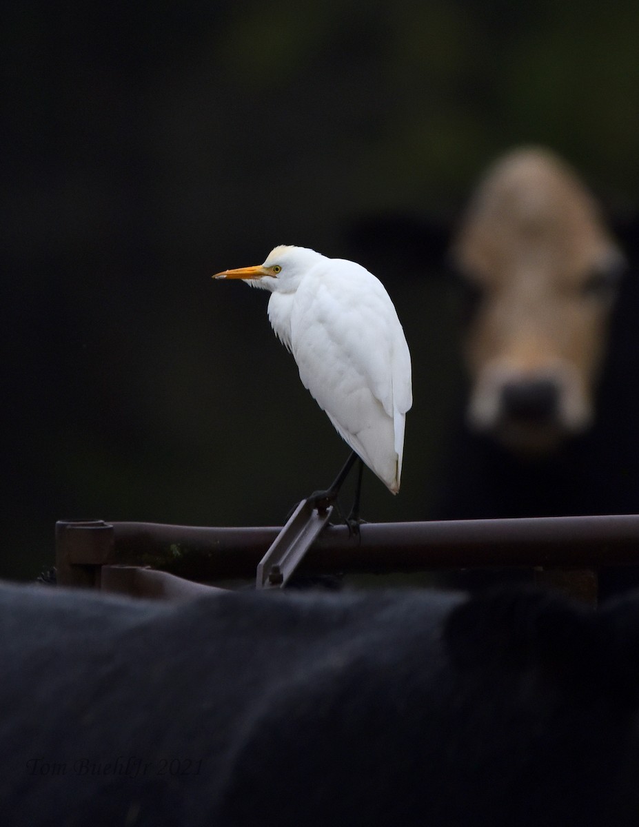 Western Cattle Egret - Tom Buehl Jr.