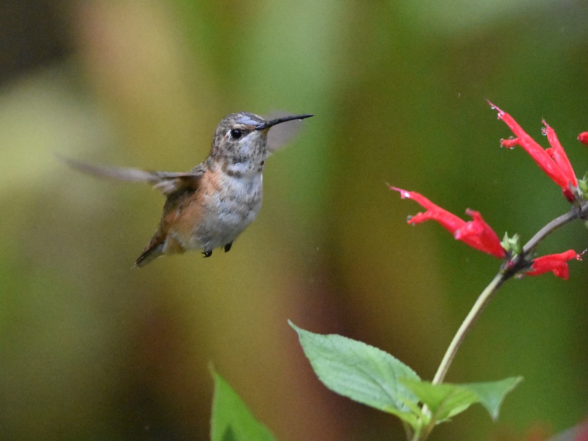 Rufous Hummingbird - Brian Vigorito