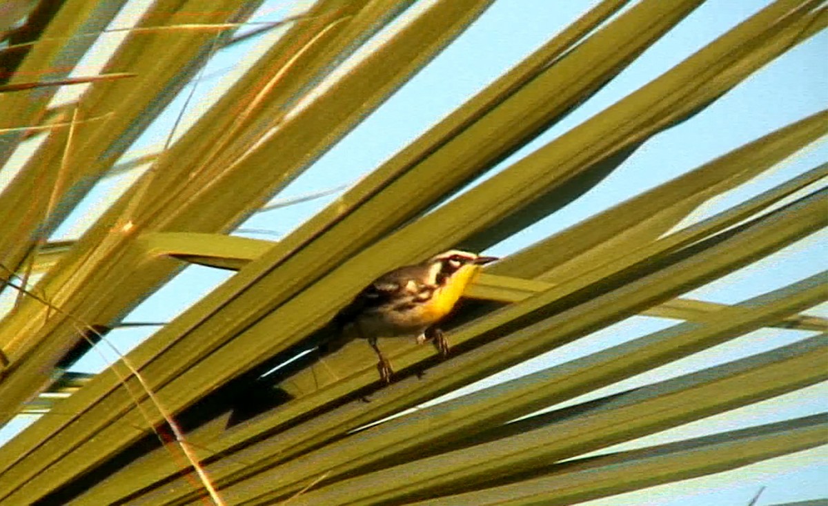 Yellow-throated Warbler - ML383841121