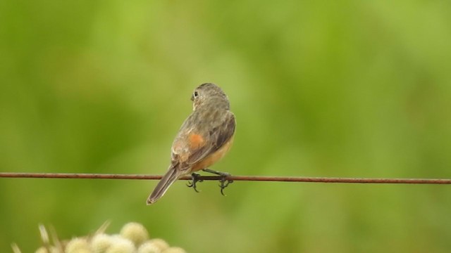 Tawny-bellied Seedeater - ML383842241