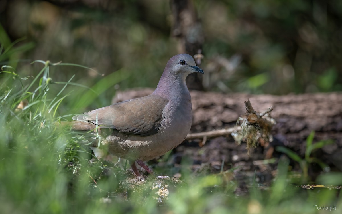 Large-tailed Dove - ML383843271