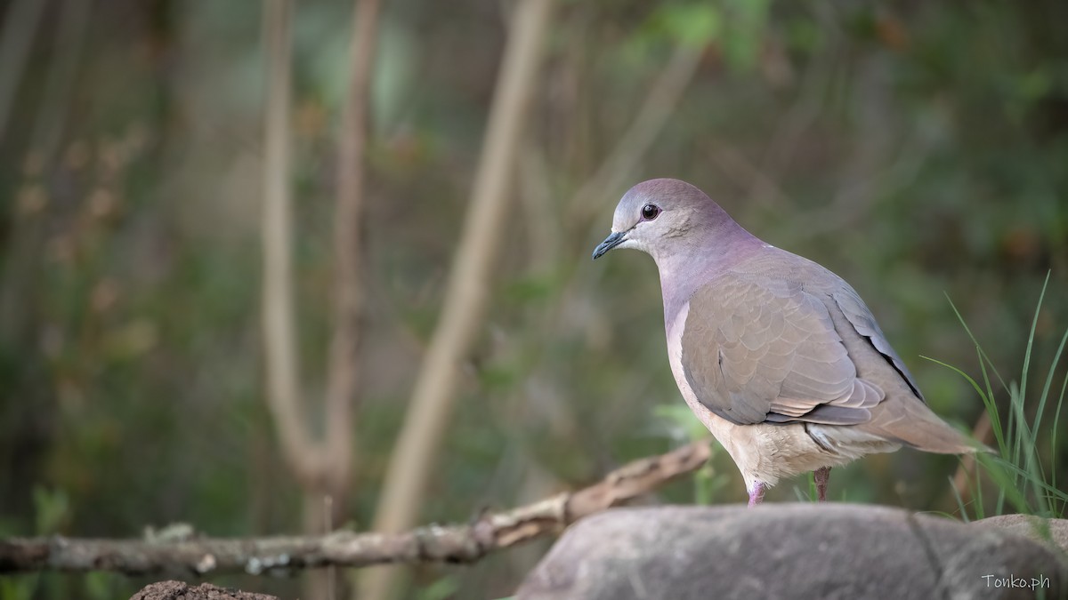 Large-tailed Dove - ML383843341