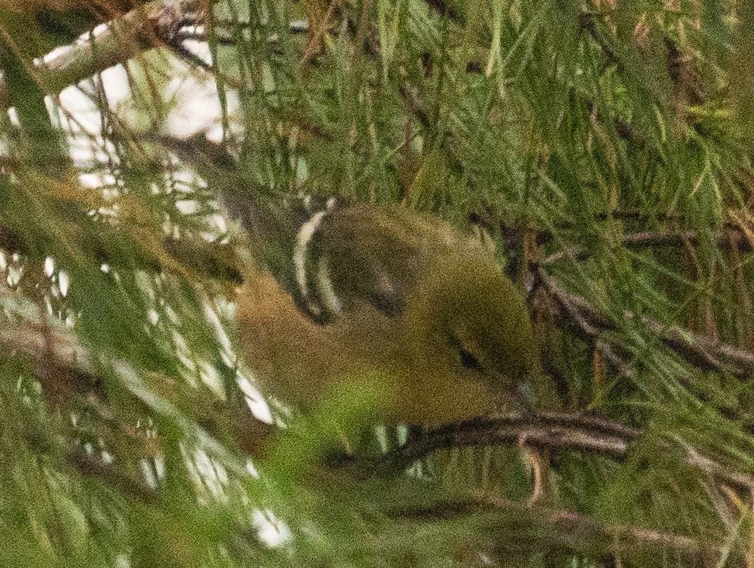 Bay-breasted Warbler - ML383845671