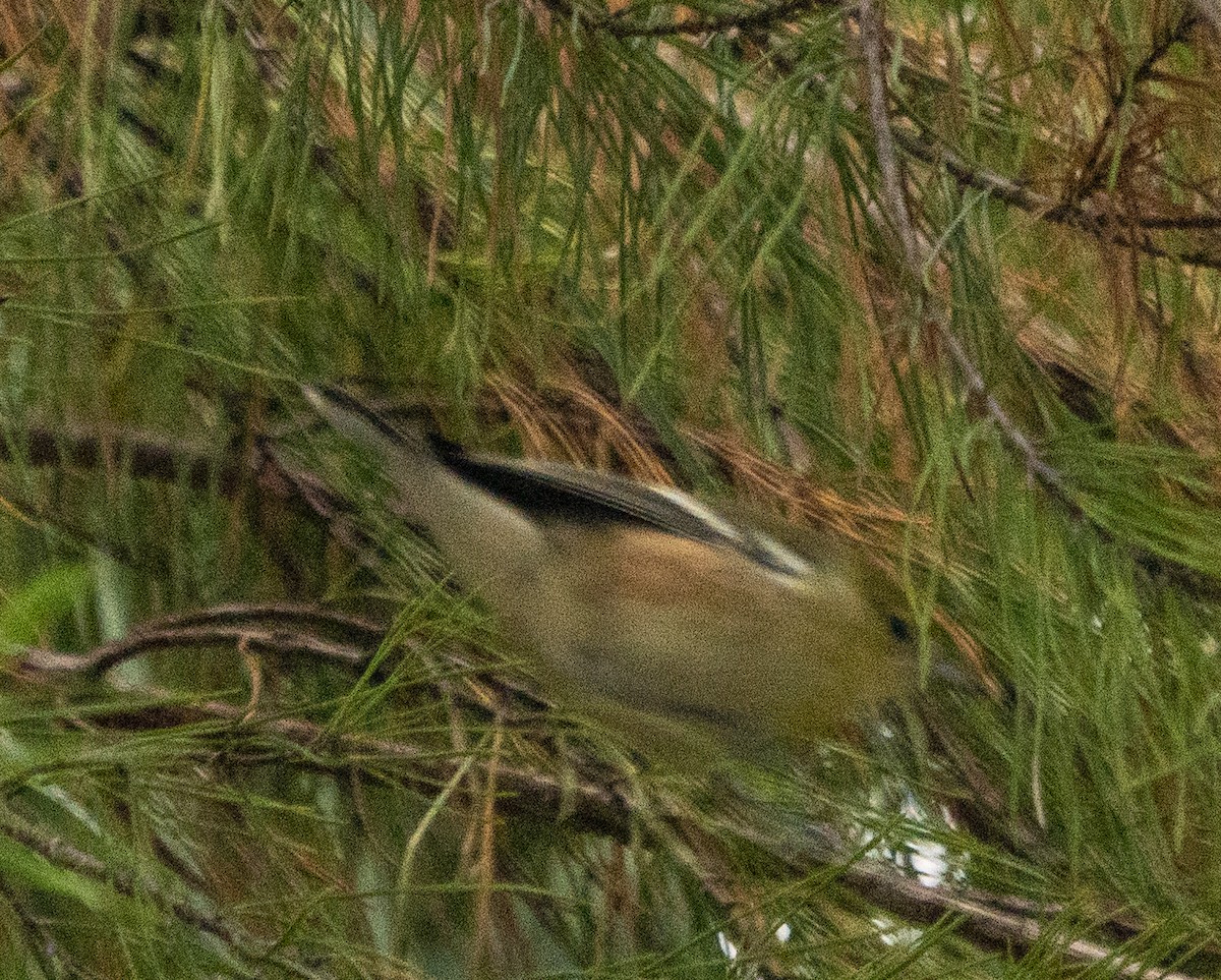 Bay-breasted Warbler - ML383845701