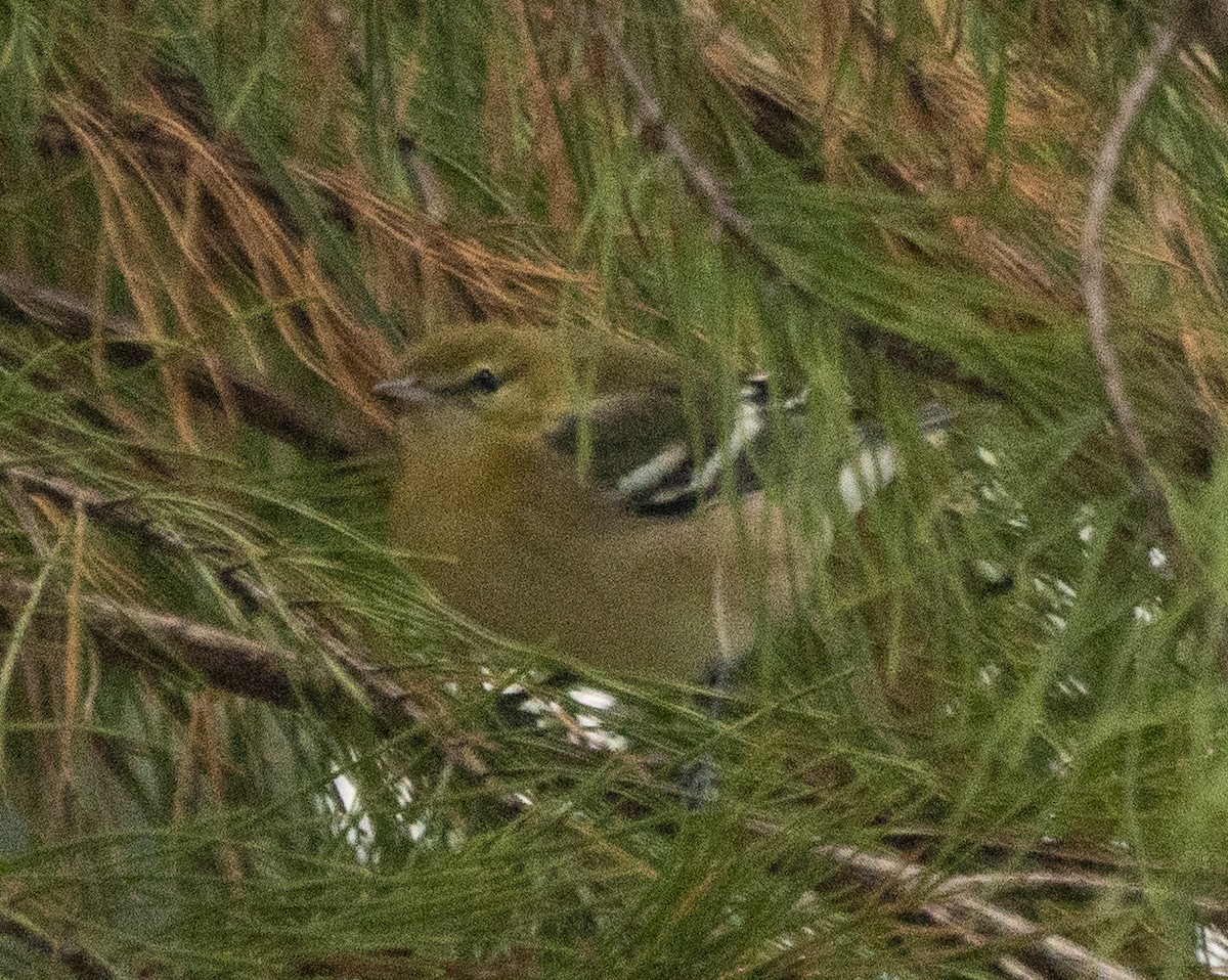 Bay-breasted Warbler - ML383845721