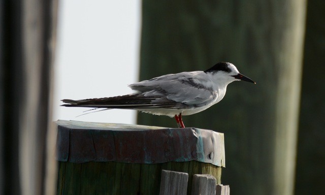 Common Tern - Chad Hutchinson
