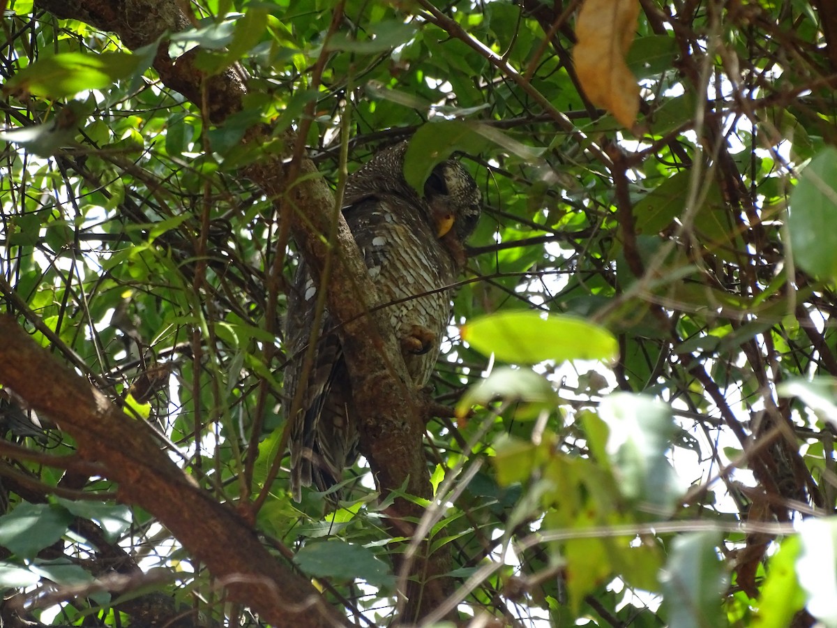 African Wood-Owl - Mwai Kiruma