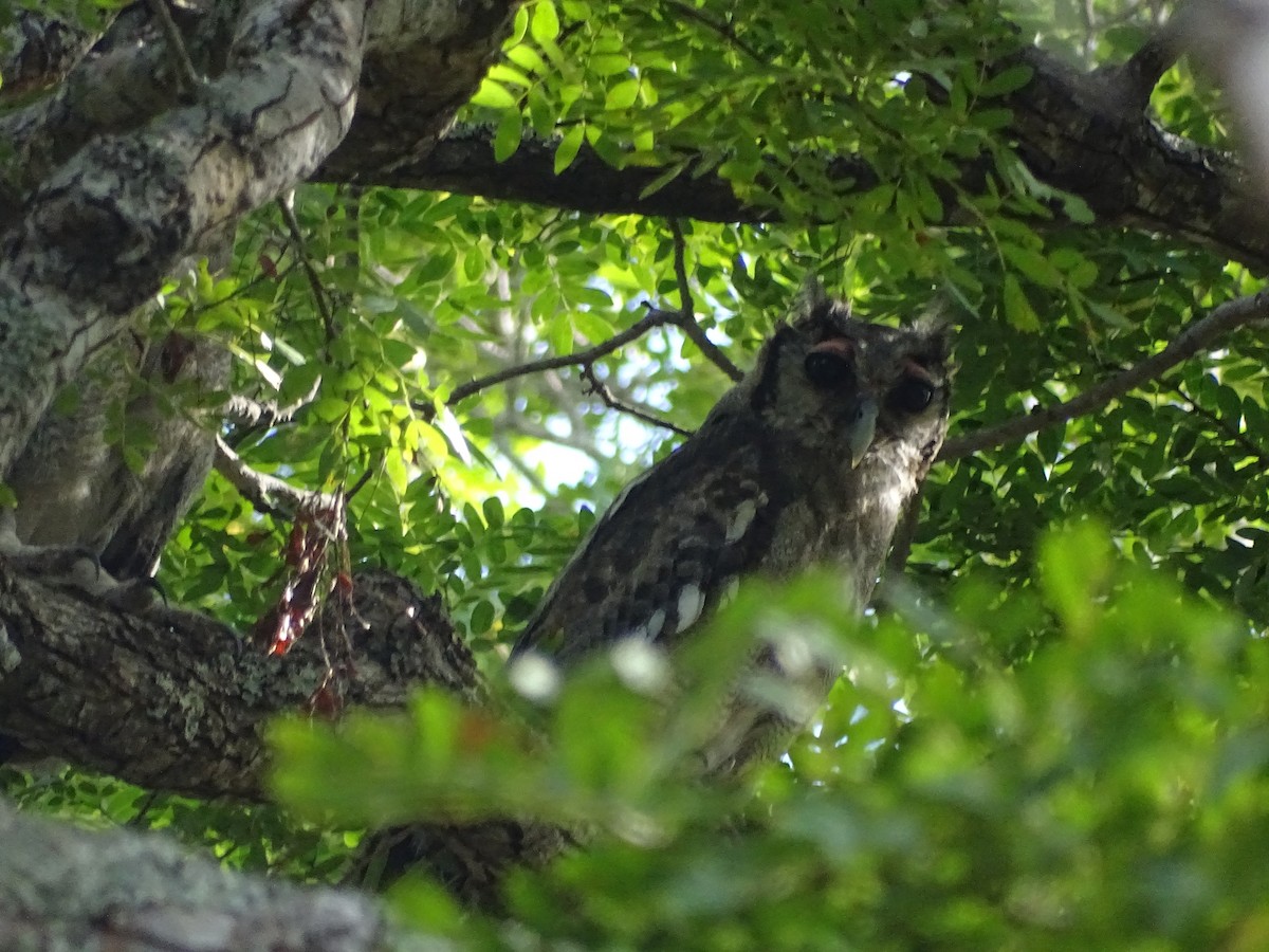 Verreaux's Eagle-Owl - Mwai Kiruma