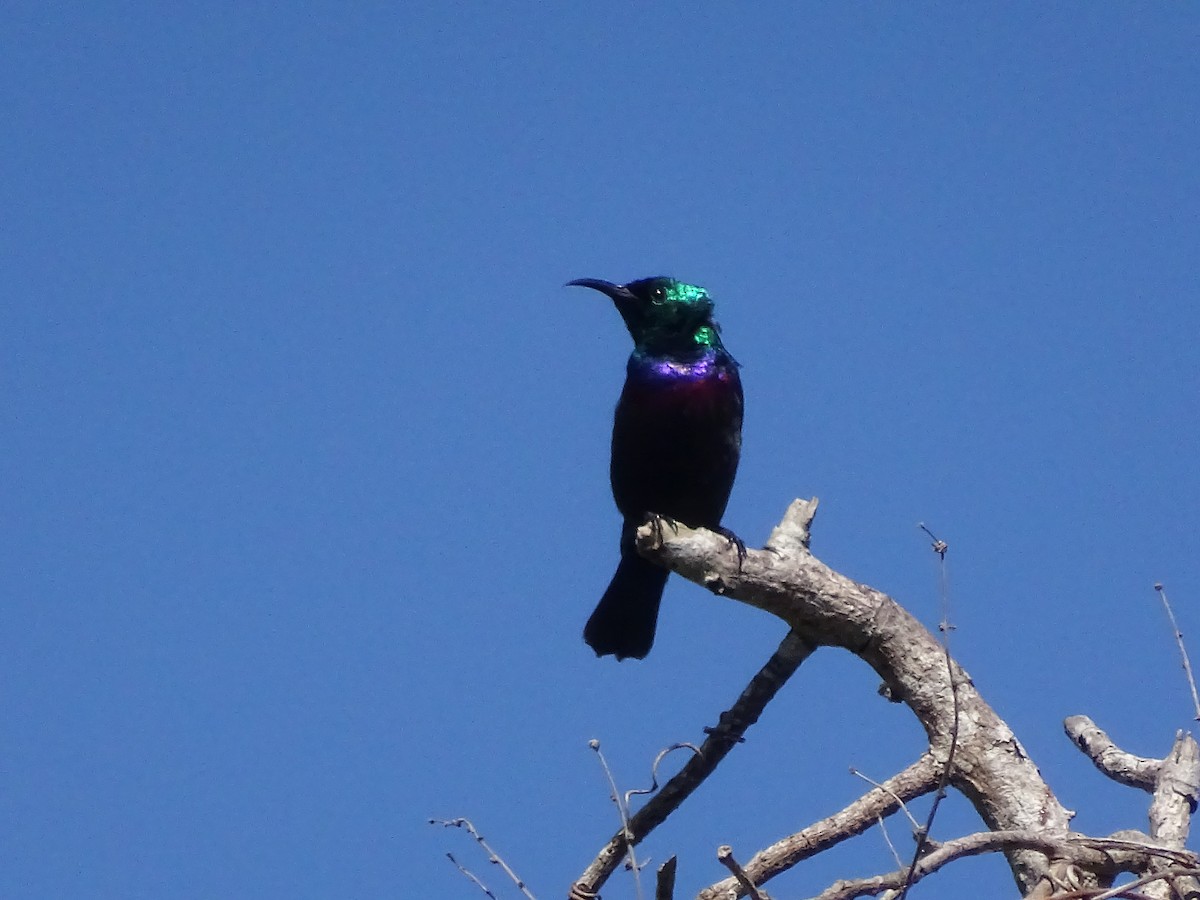 Purple-banded Sunbird - Mwai Kiruma