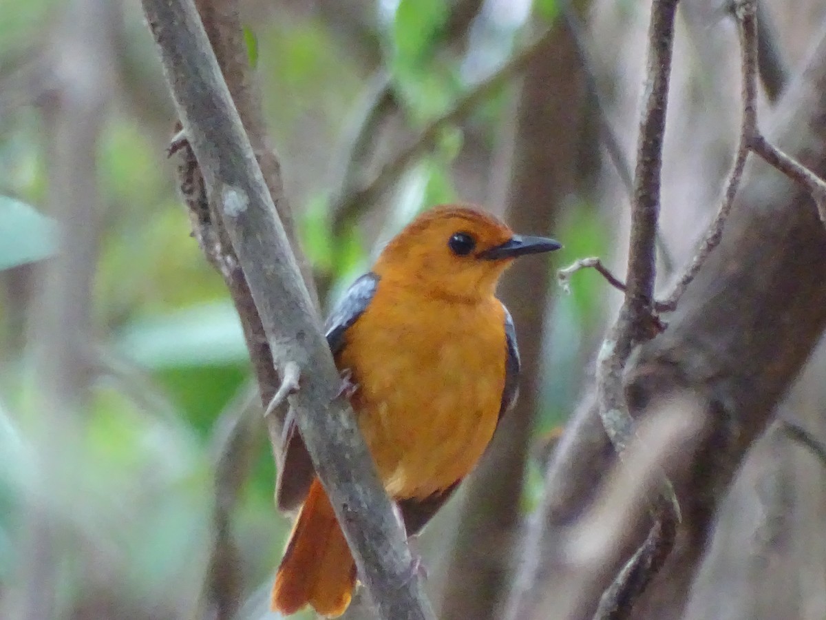 Red-capped Robin-Chat - ML383852551