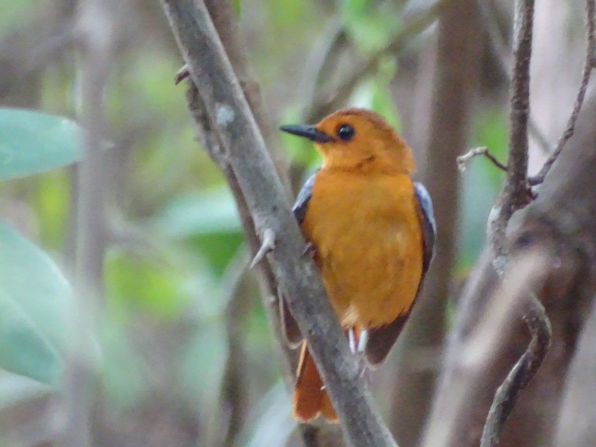 Red-capped Robin-Chat - ML383852671