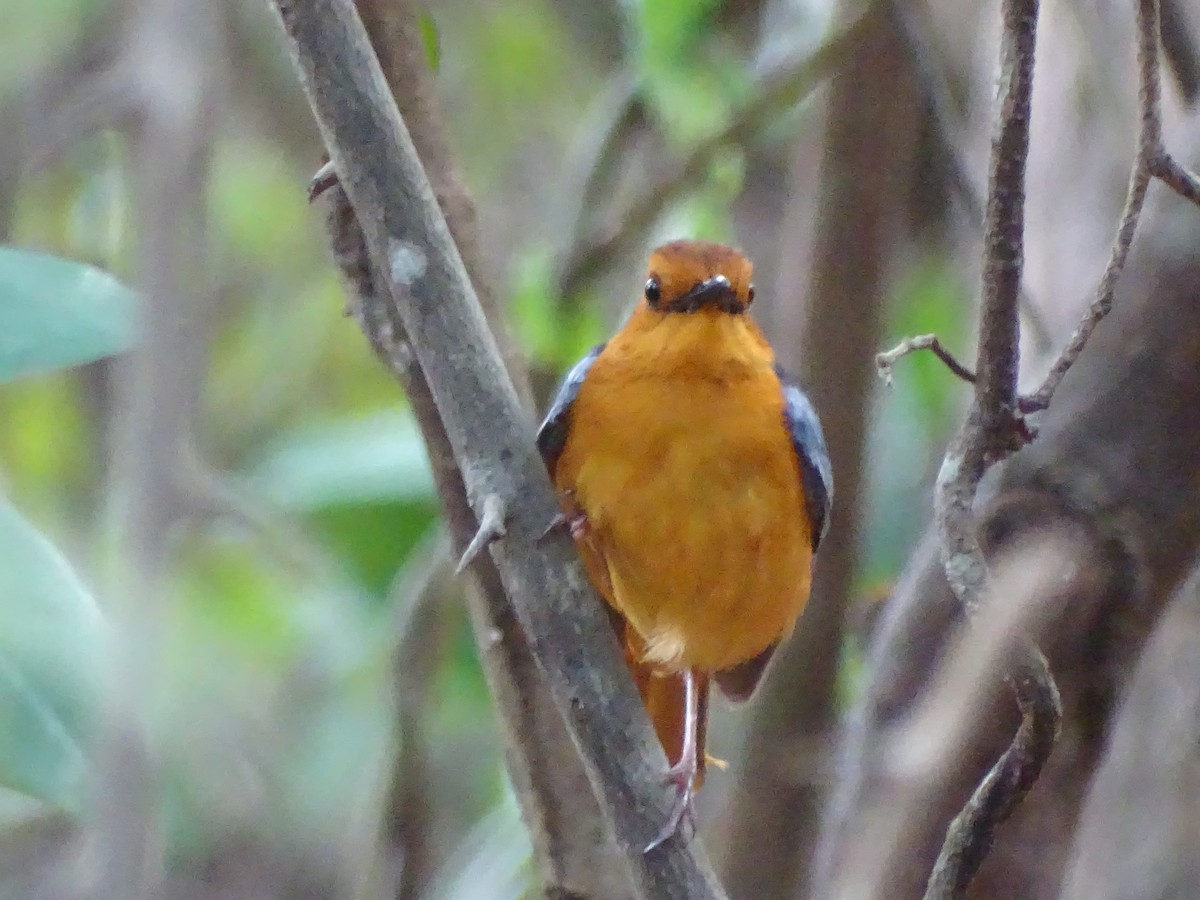 Red-capped Robin-Chat - ML383852741