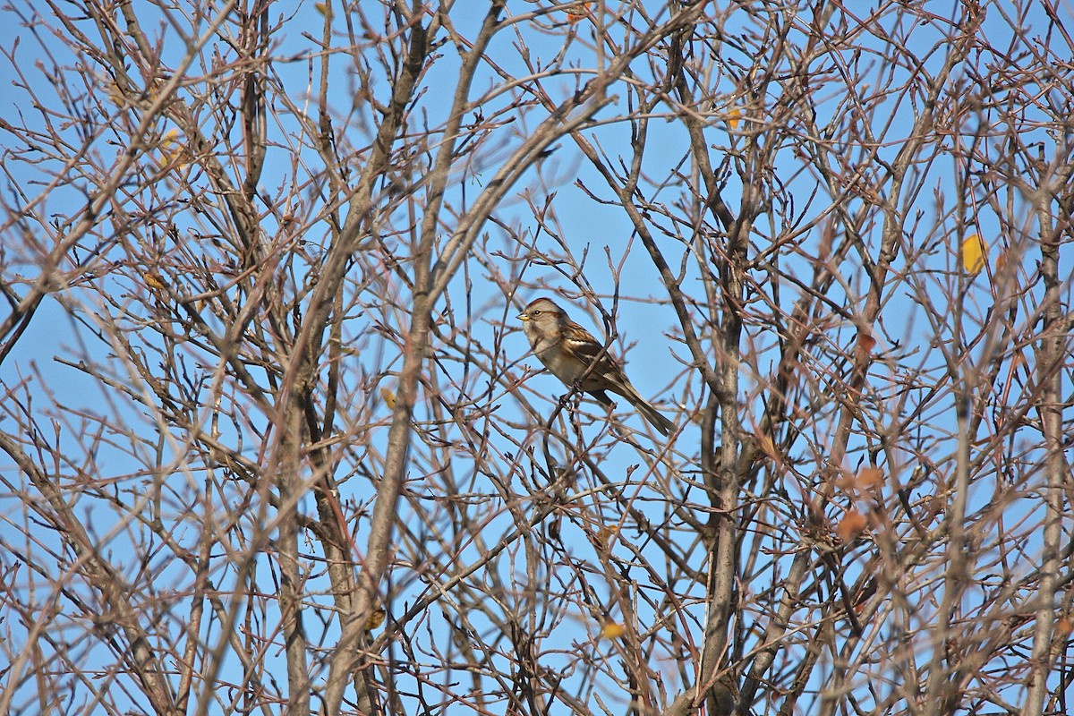 American Tree Sparrow - Bob Bidney