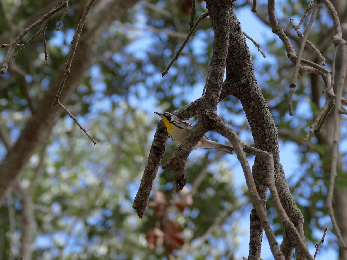Yellow-throated Warbler - ML383859451