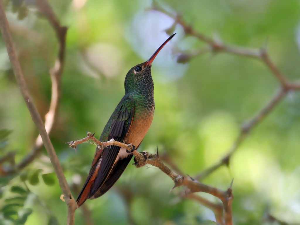Buff-bellied Hummingbird - Dick Dionne