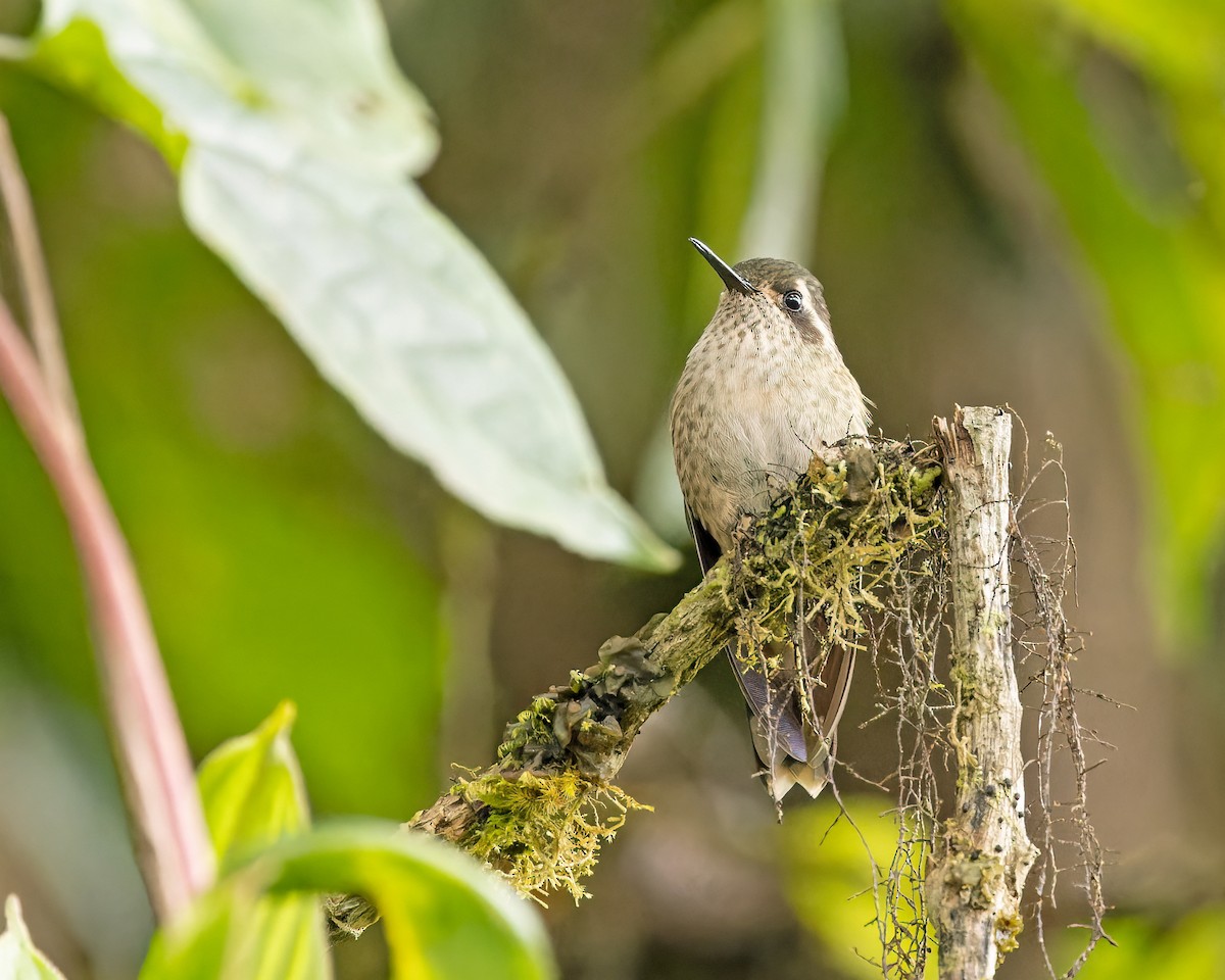 Speckled Hummingbird - ML383862251