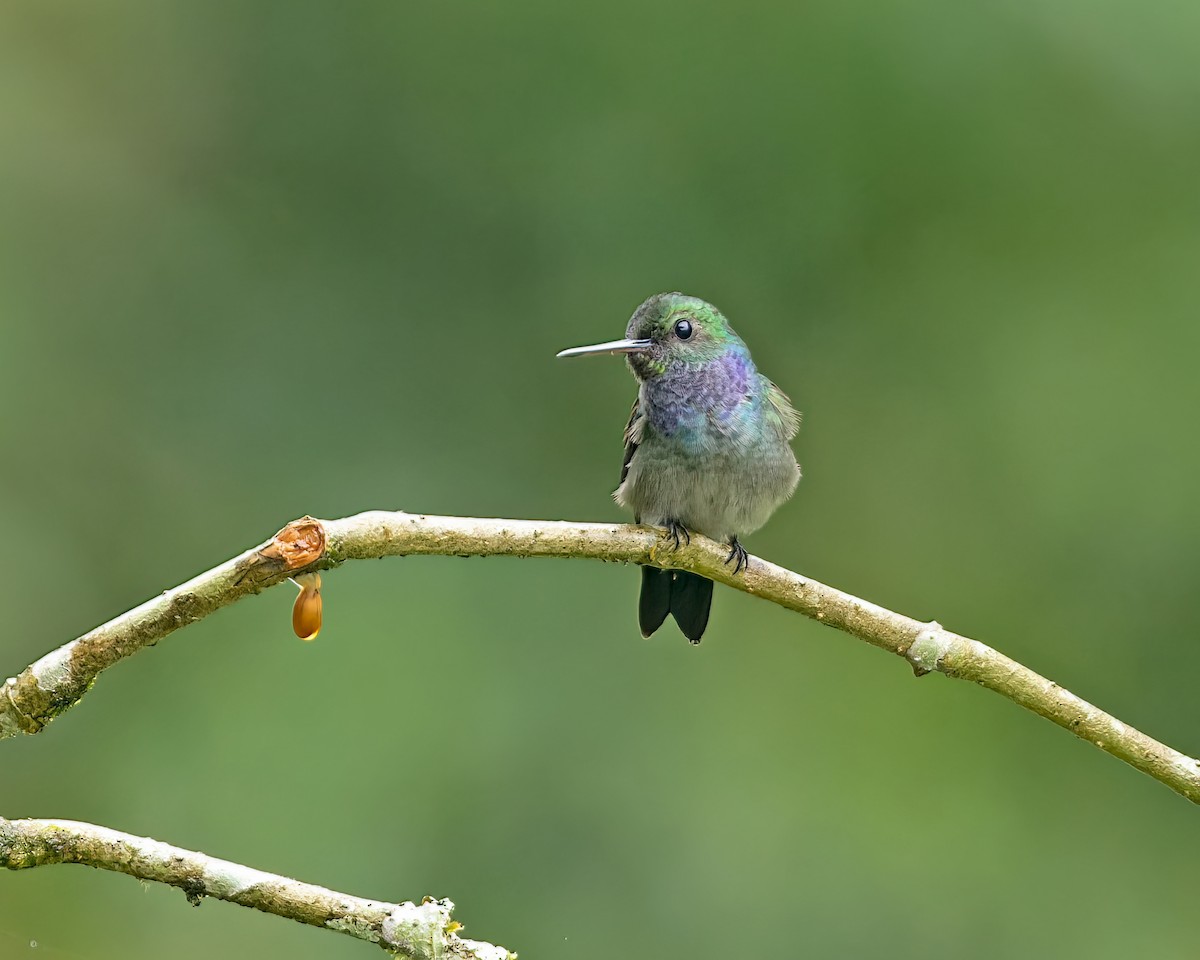 Purple-chested Hummingbird - ML383867581