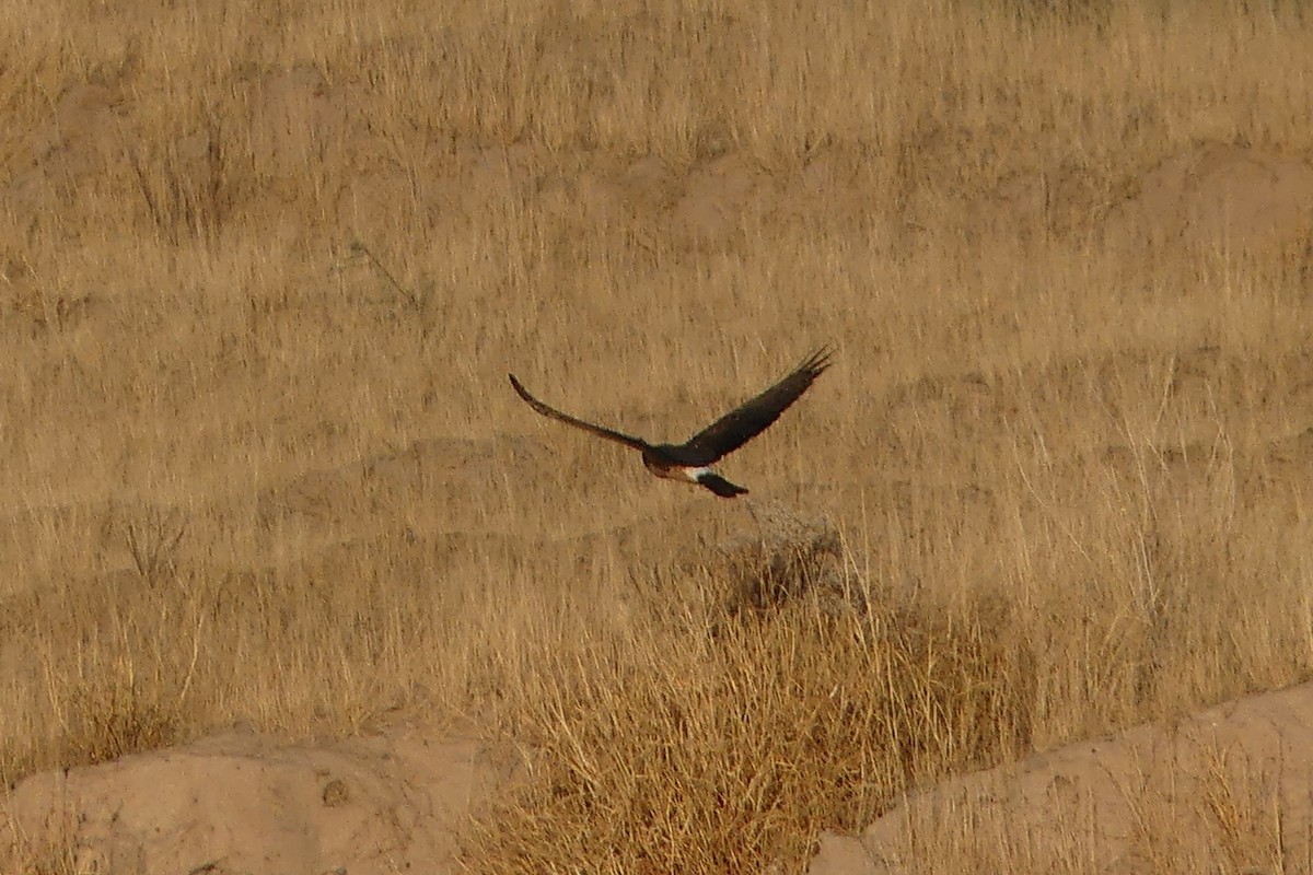 Northern Harrier - ML383868671