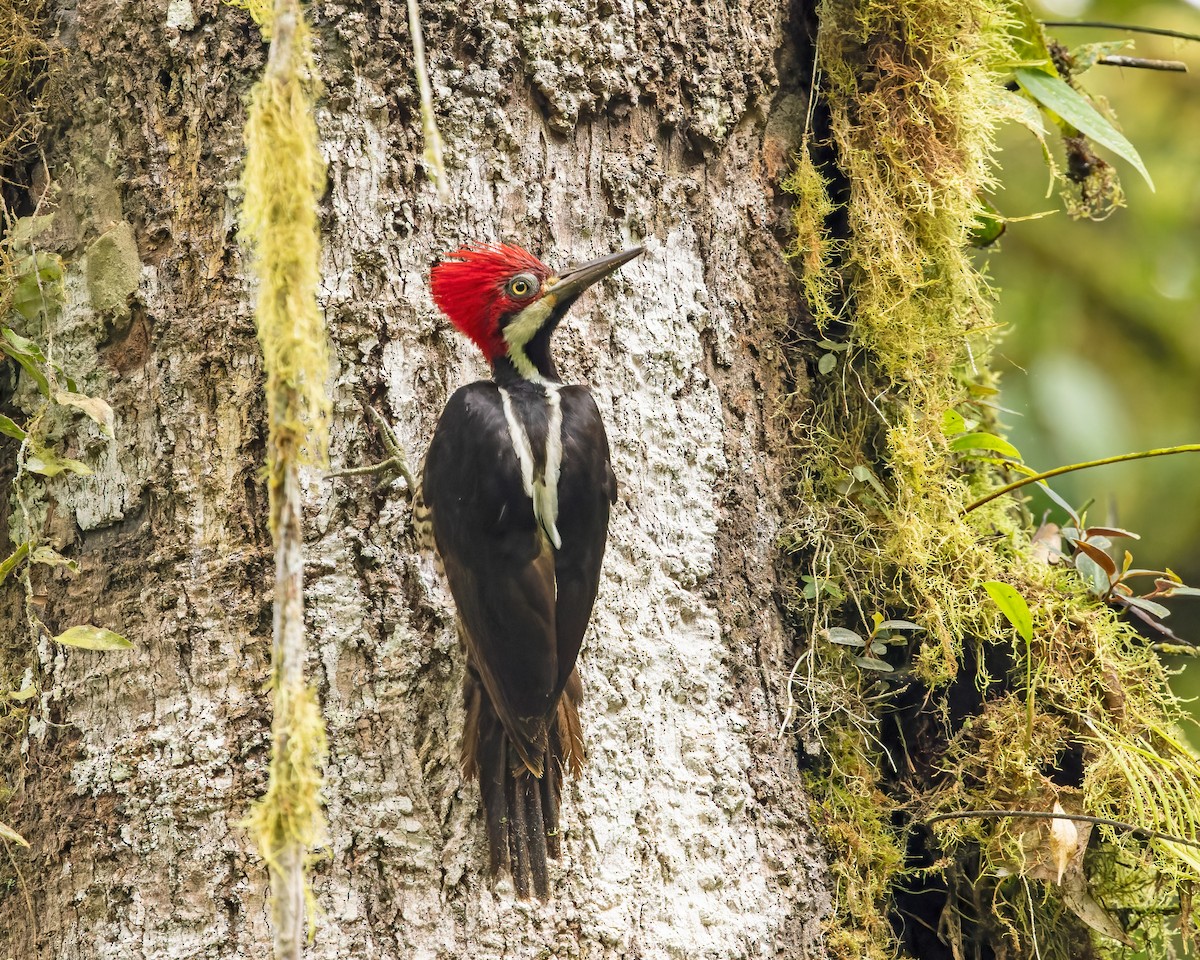 Guayaquil Woodpecker - ML383868761