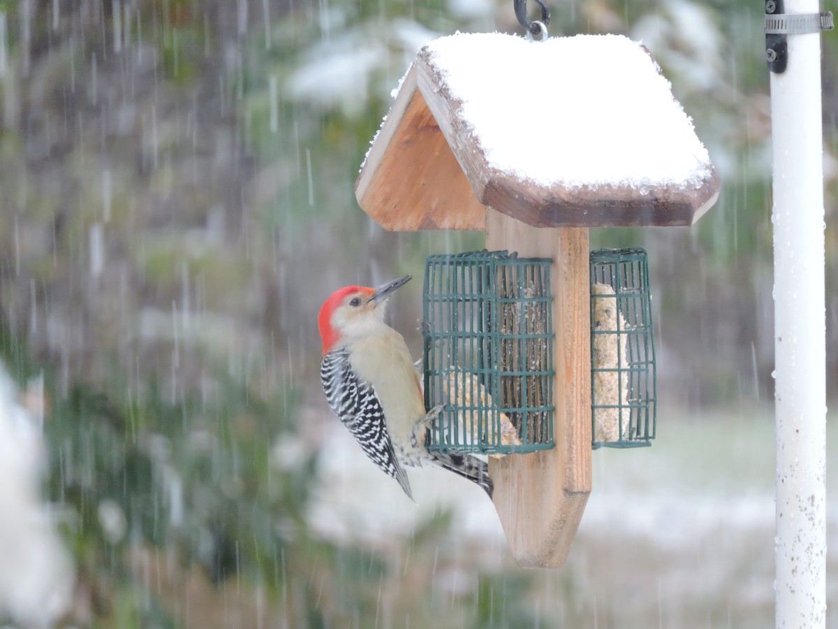 Red-bellied Woodpecker - Thomas Williams