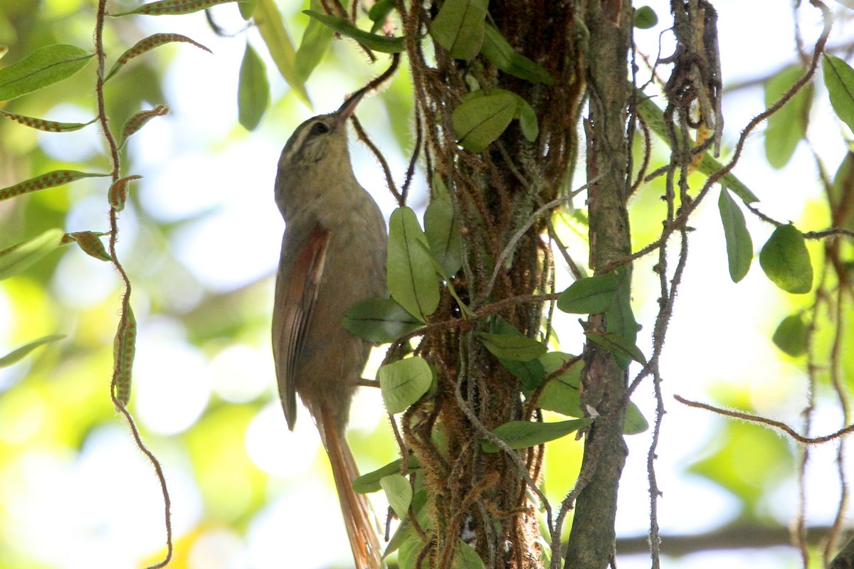 Olive Spinetail - ML383875761