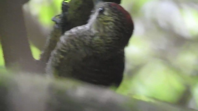 Dot-fronted Woodpecker - ML383878691