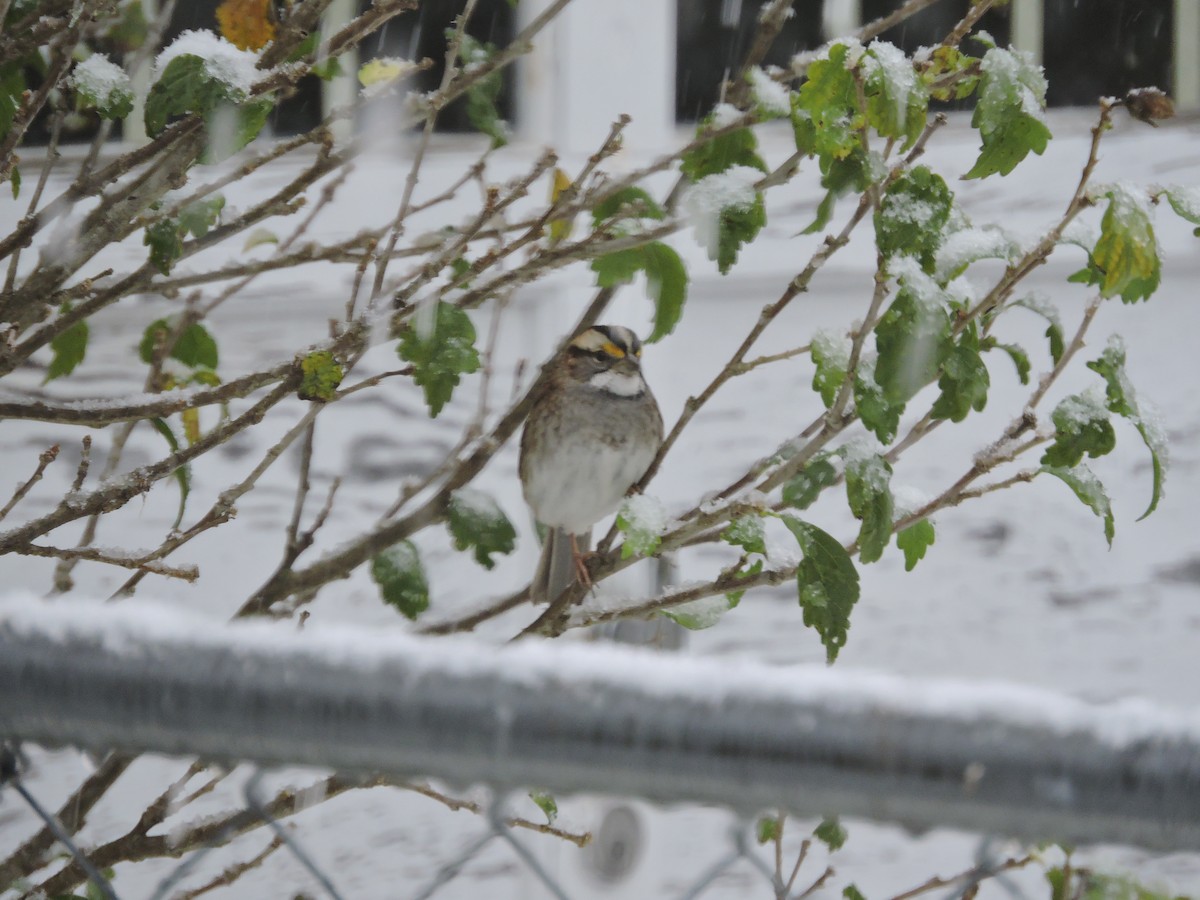 White-throated Sparrow - ML38387911
