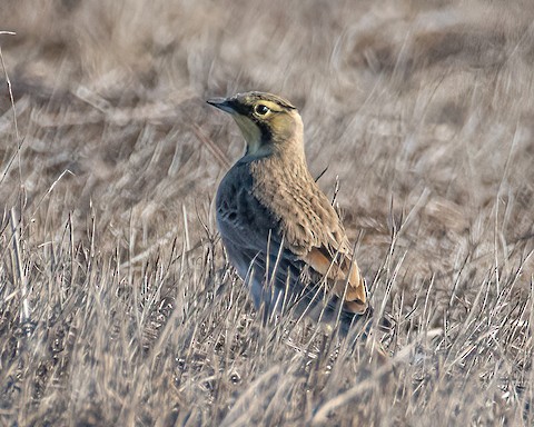 Horned Lark - James Kendall