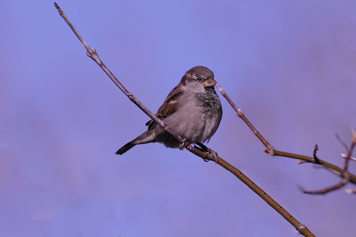 House Sparrow - Thomas Burns
