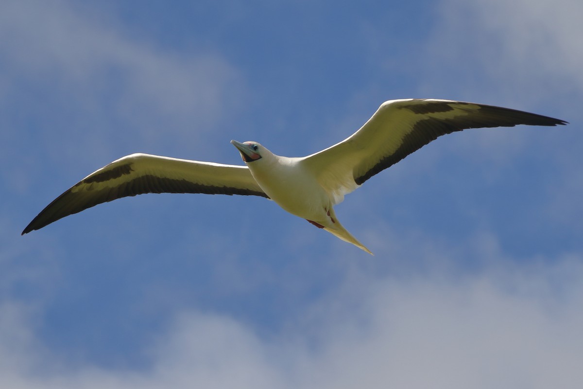 Red-footed Booby - ML383886961