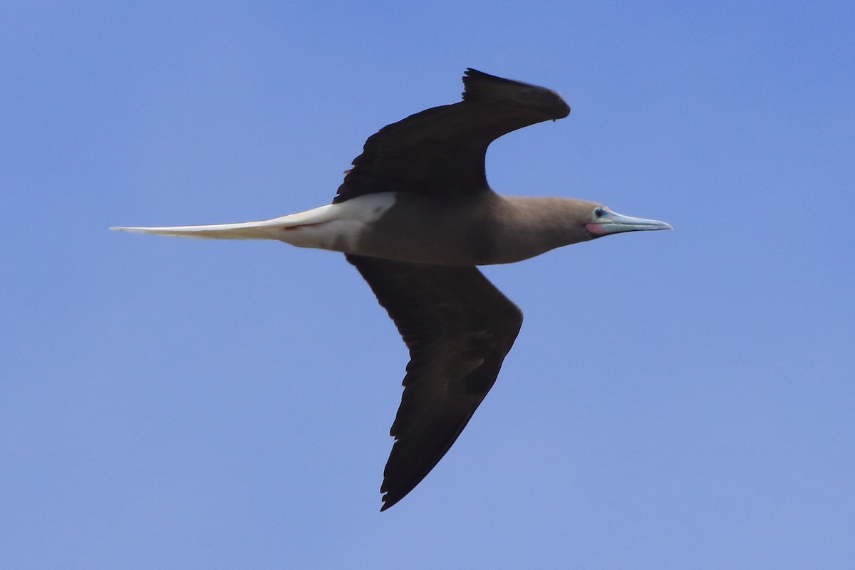 Red-footed Booby - ML383887131
