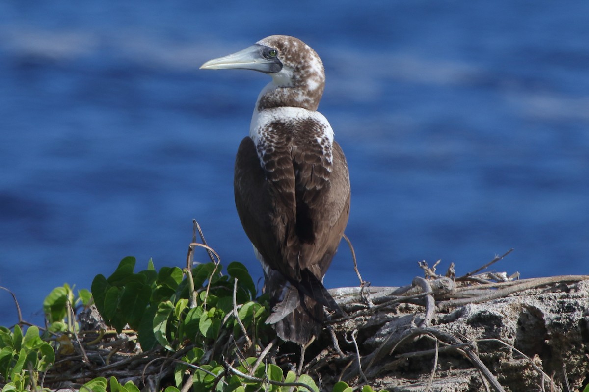 Masked Booby - ML383887161