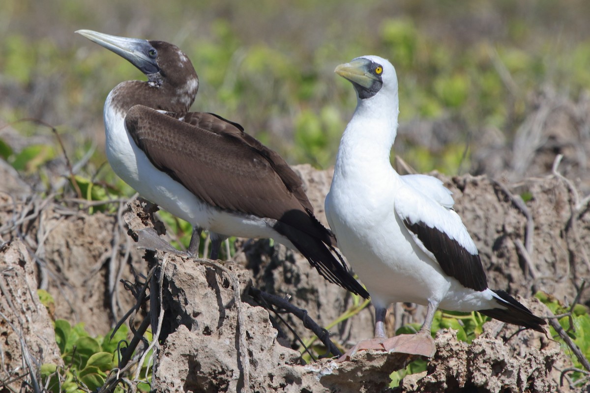 Masked Booby - ML383887171