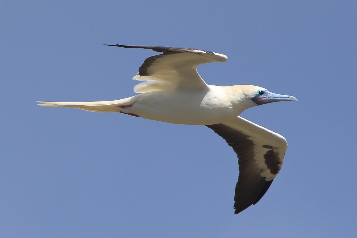 Red-footed Booby - ML383887351