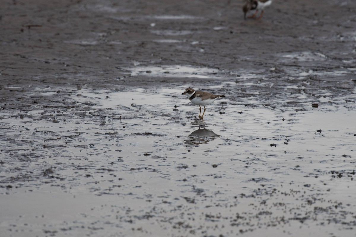 Semipalmated Plover - ML383892331