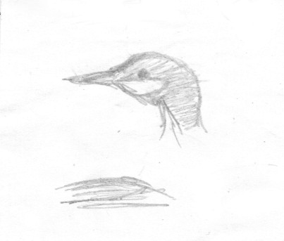 Red-throated Loon - ML383898401