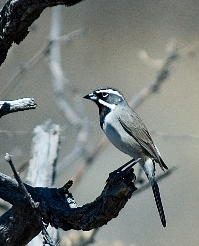 Black-throated Sparrow - Bob Martinka
