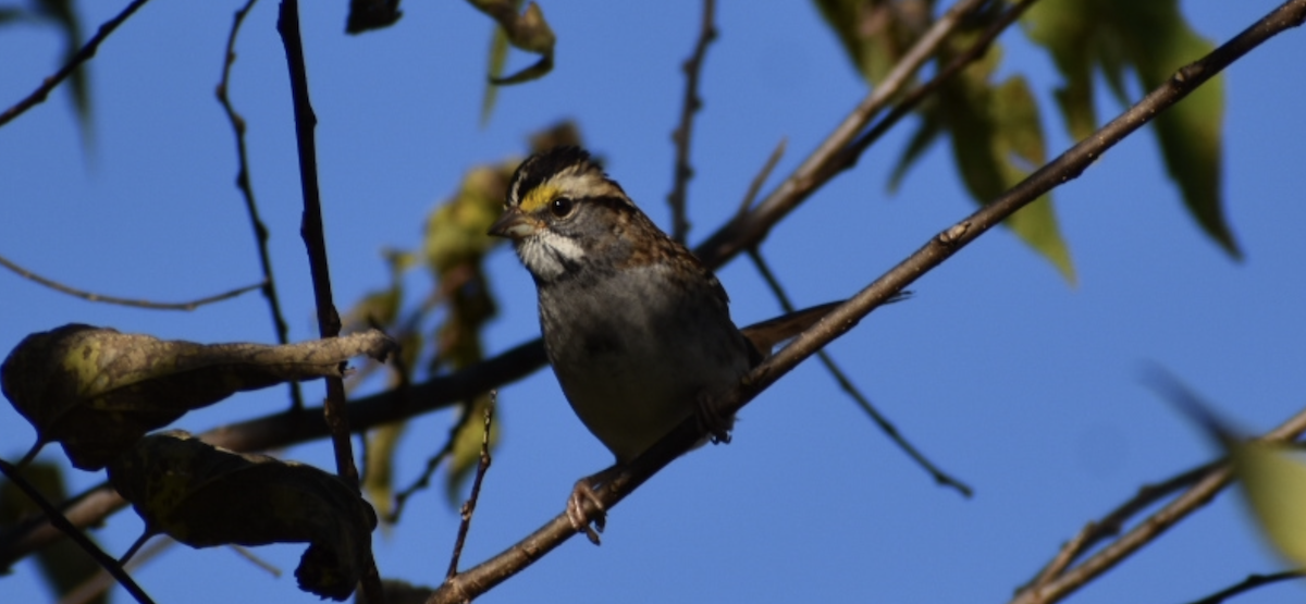 White-throated Sparrow - ML383912711