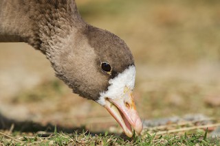 Greater White-fronted Goose, ML383915241
