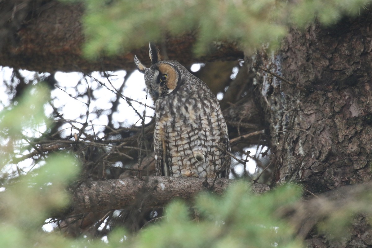 Long-eared Owl - ML38392101